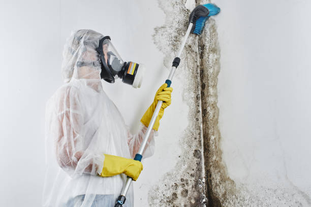 Best Bathroom Mold Remediation in Rancho Cumonga, CA