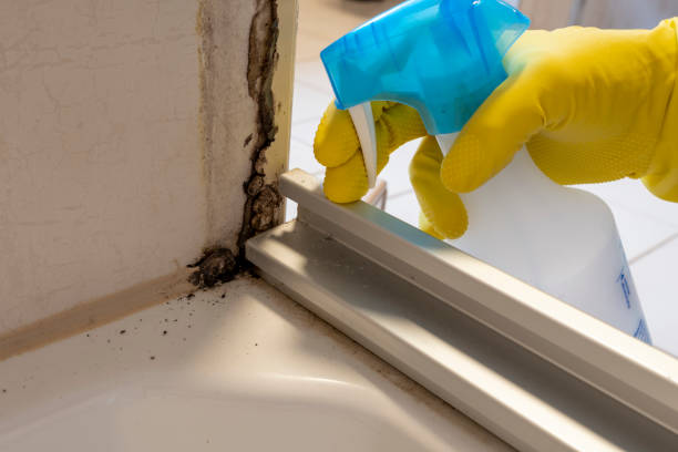 Best DIY Mold Remediation Support Services in Rancho Cumonga, CA