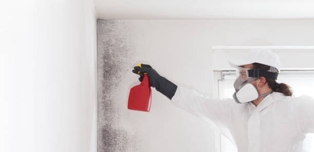 Best Localized Mold Remediation (e.g., coastal areas, humid climates) in Rancho Cumonga, CA