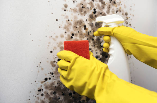Best Basement Mold Remediation in Rancho Cumonga, CA