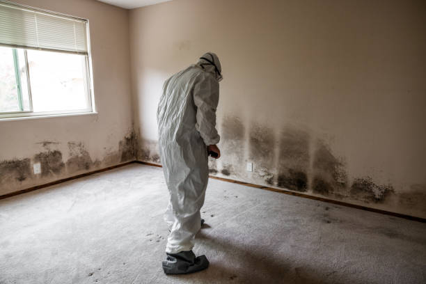 Trusted Rancho Cucamonga, CA Mold Remediation Experts