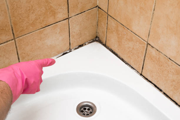 Best White Mold Remediation in Rancho Cumonga, CA